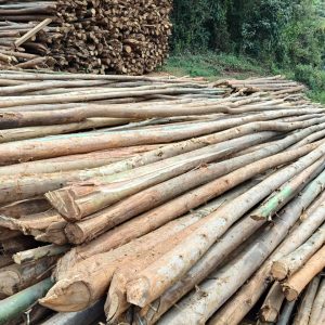 Gum Poles – Small Size